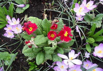 spring flowers 2